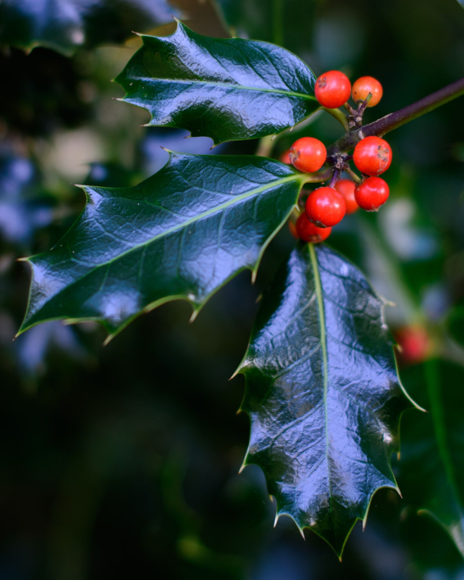 Nikon D7100 sample photo. Holly, leaves, berry photography
