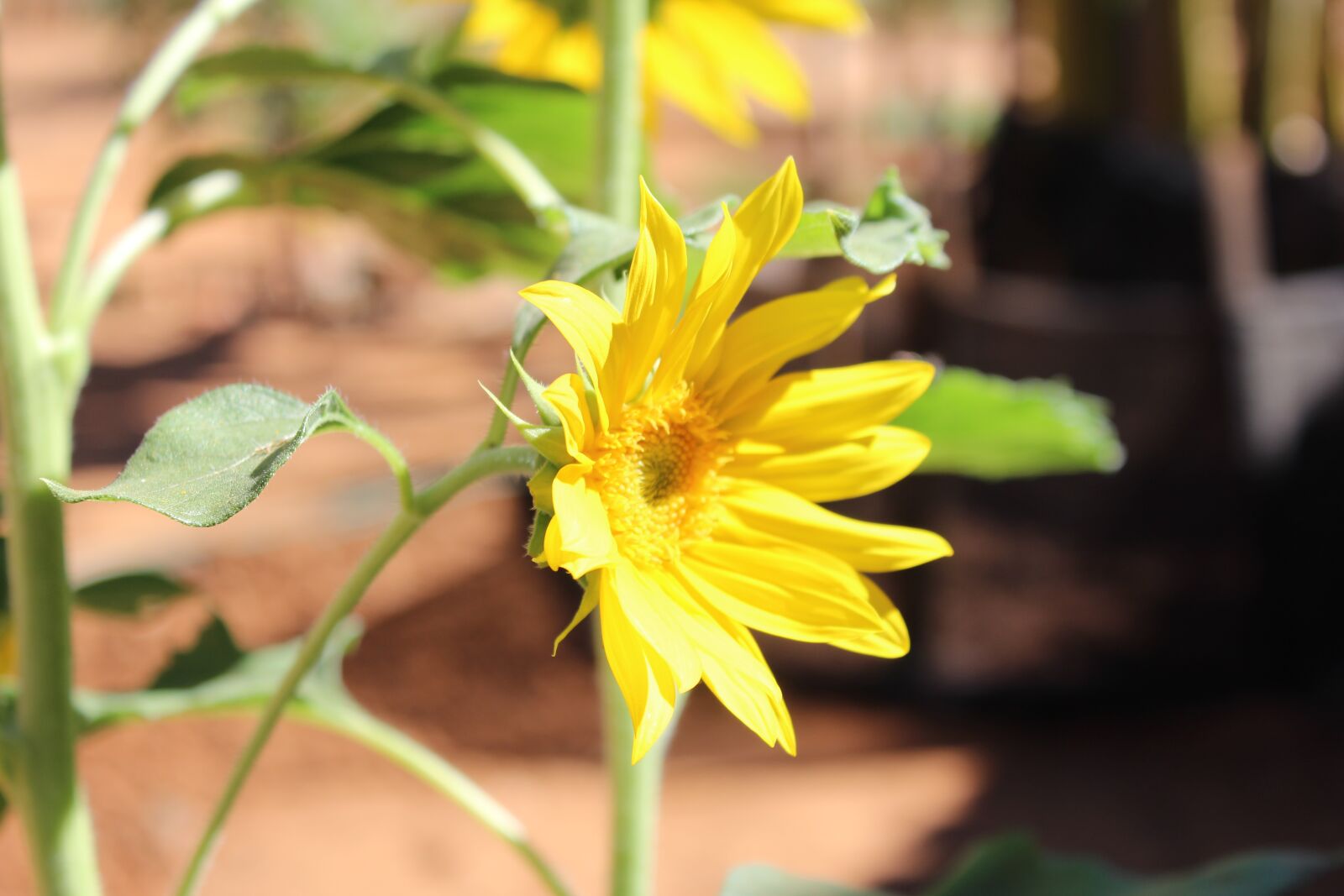 Canon EOS 1200D (EOS Rebel T5 / EOS Kiss X70 / EOS Hi) sample photo. Sunflower, flowers, flower photography