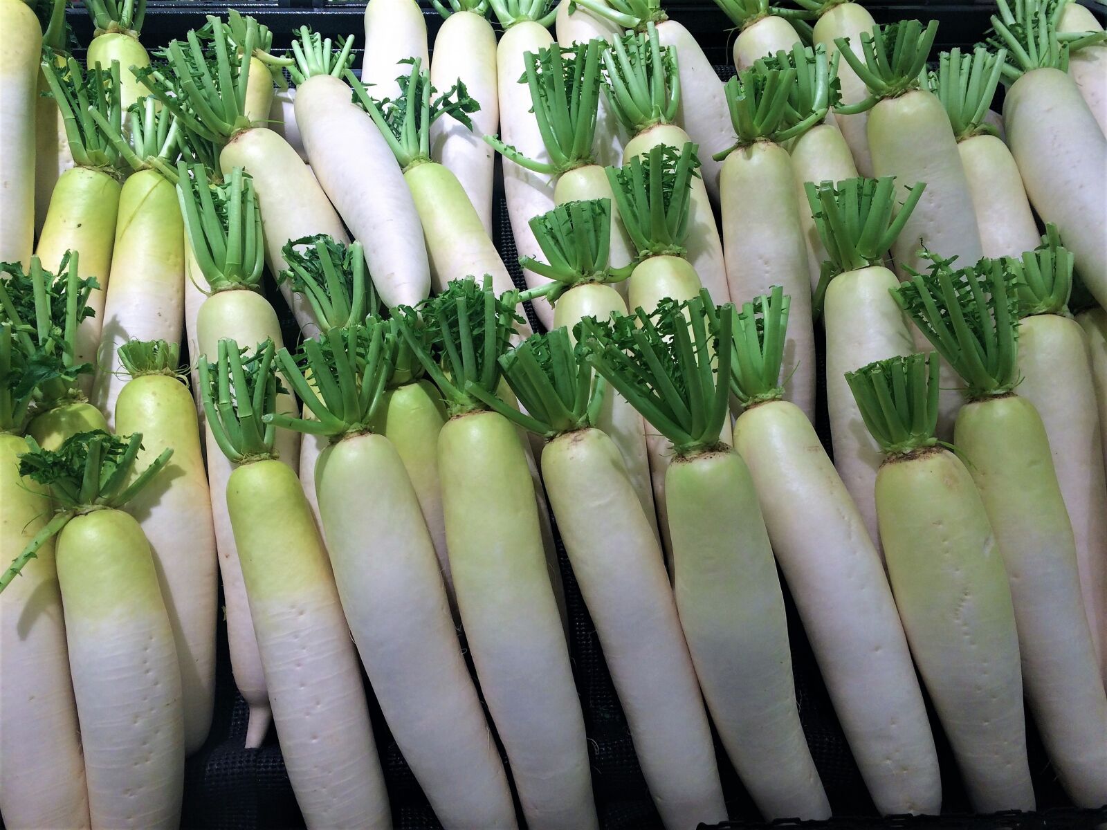 iPhone 5s back camera 4.15mm f/2.2 sample photo. Radish, blue neck, white photography