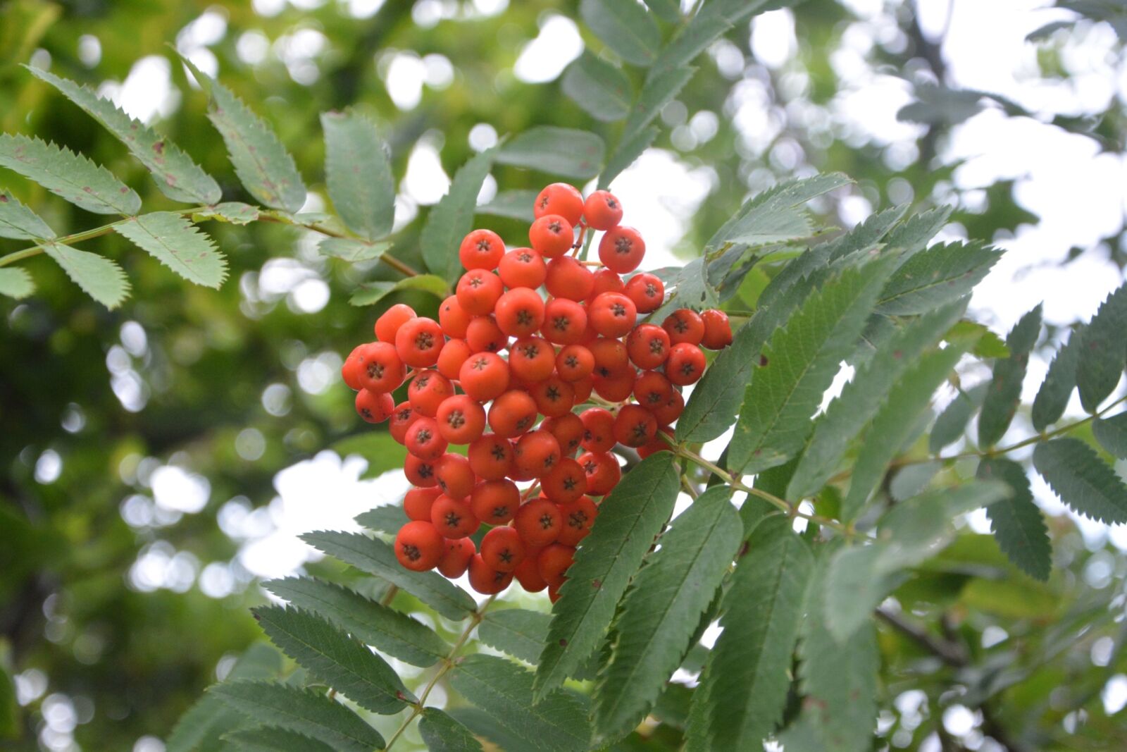 Nikon D5200 sample photo. Red berries, shrub, nature photography