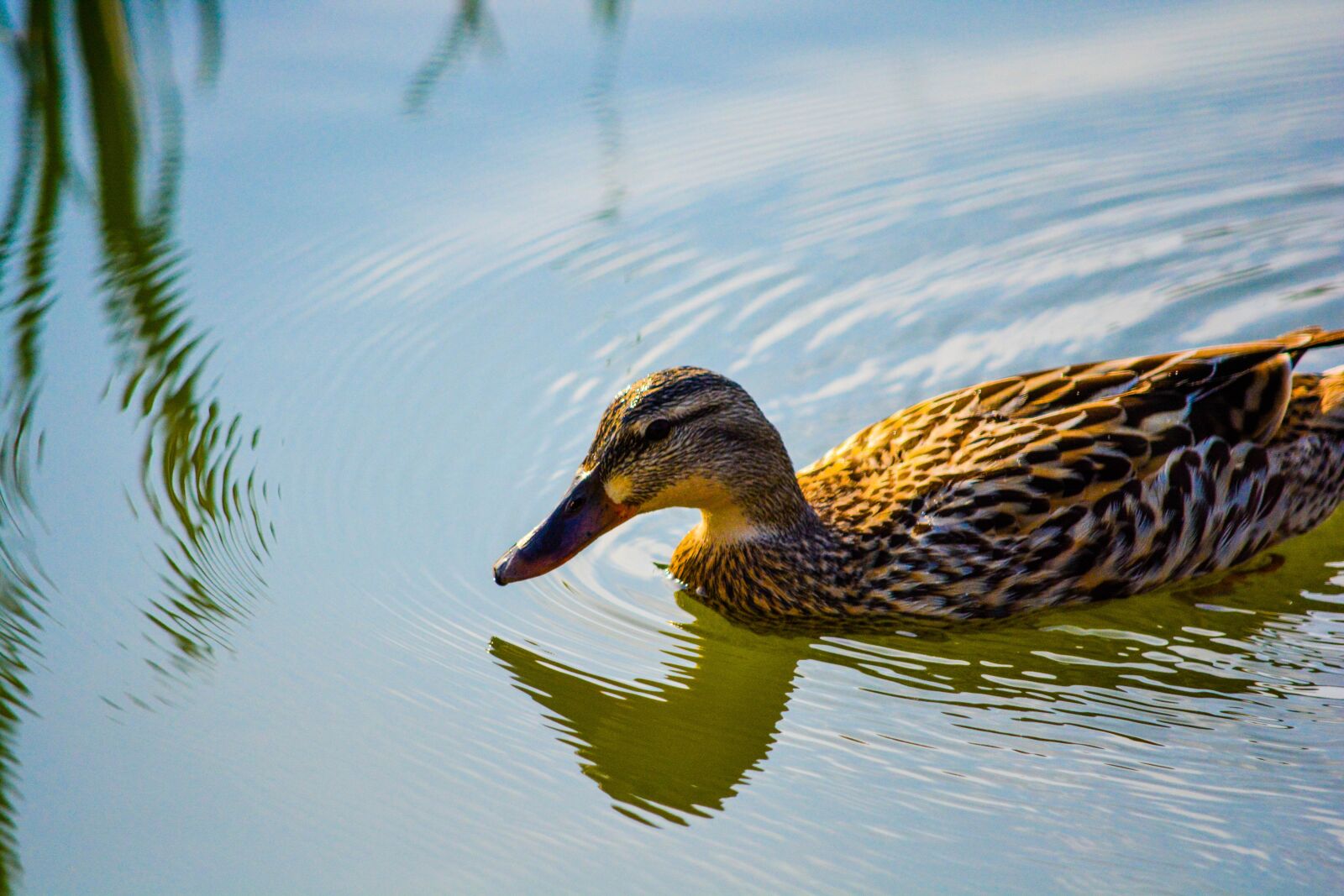 Nikon D5200 sample photo. Duck, bird, animal photography
