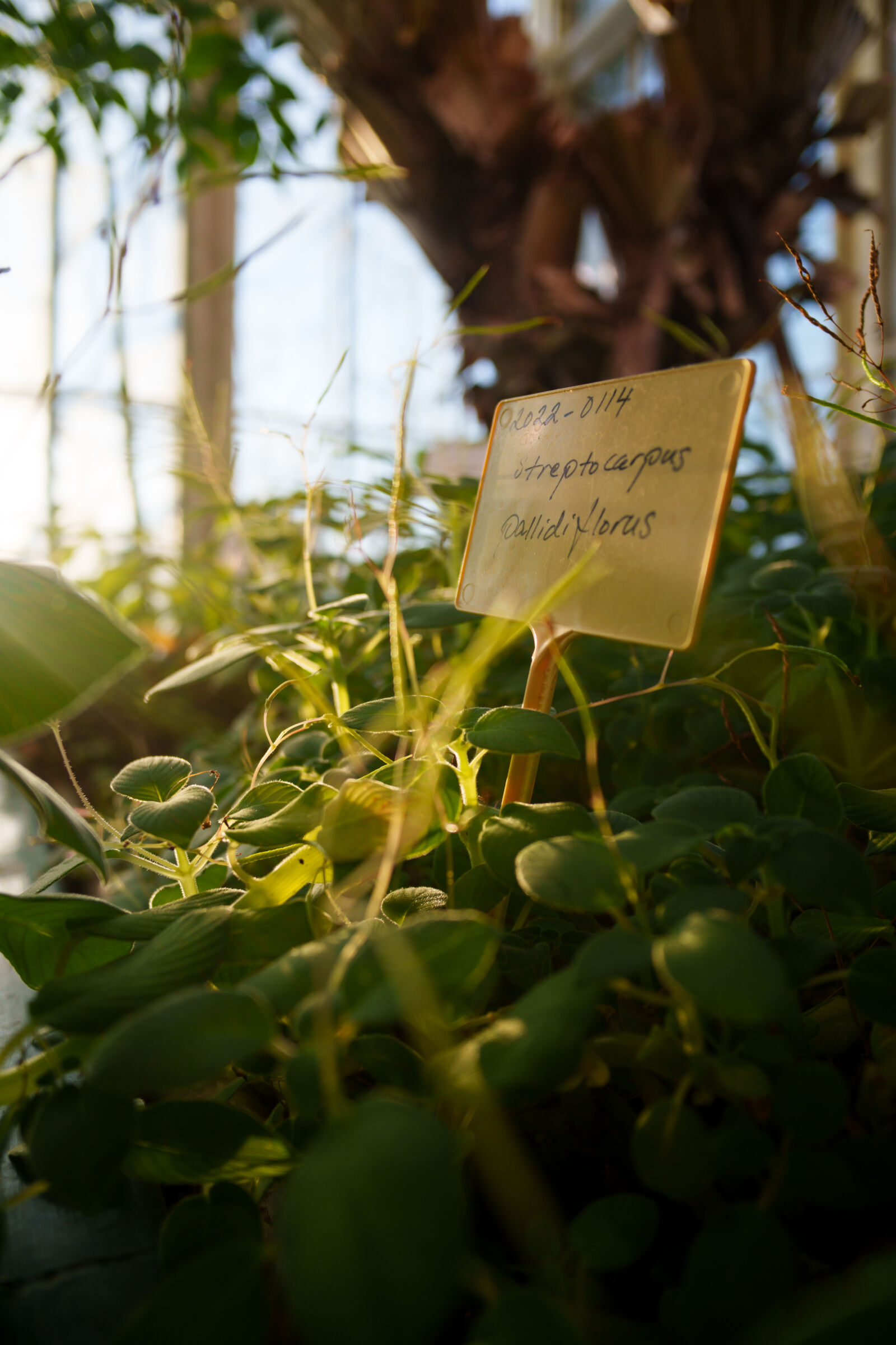 Samyang Remaster Slim 21mm F3.5 sample photo. Greenhouse morning photography