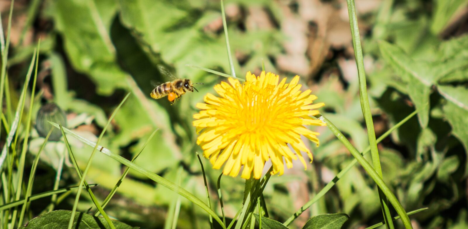 Canon EOS 100D (EOS Rebel SL1 / EOS Kiss X7) + Canon EF 75-300mm f/4-5.6 sample photo. Bee, flower, insect photography