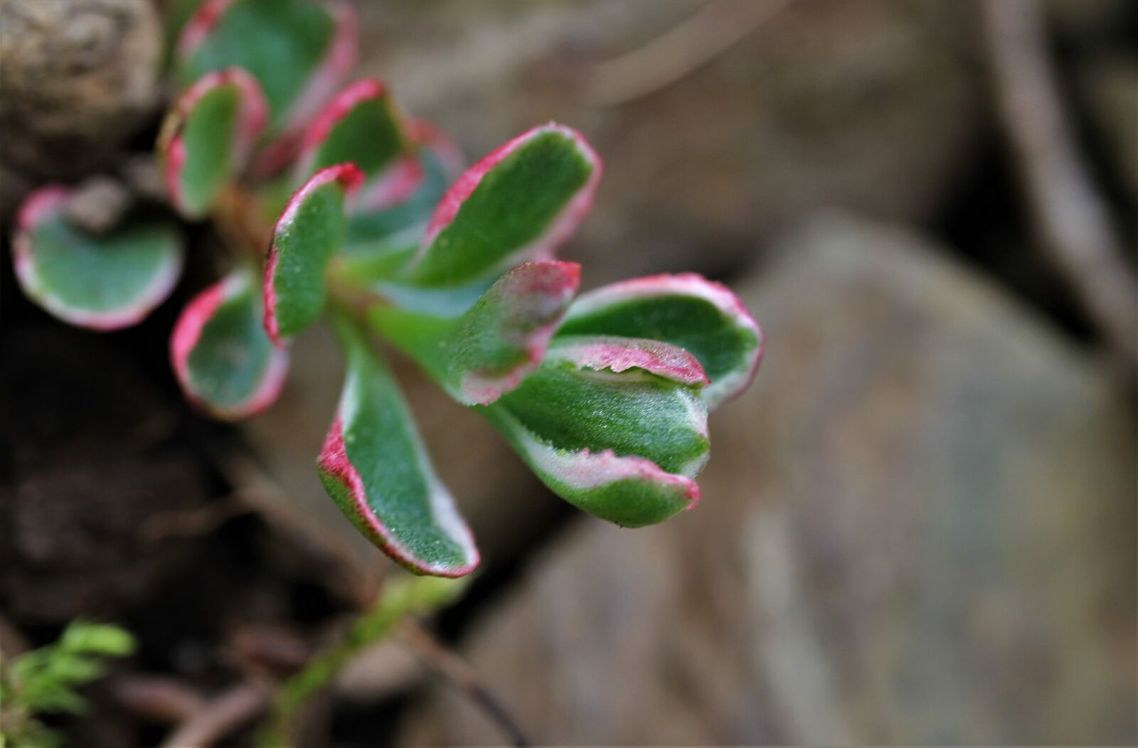Canon EF-S 35mm F2.8 Macro IS STM sample photo. Thick-leaf stonecrop, asia fat photography