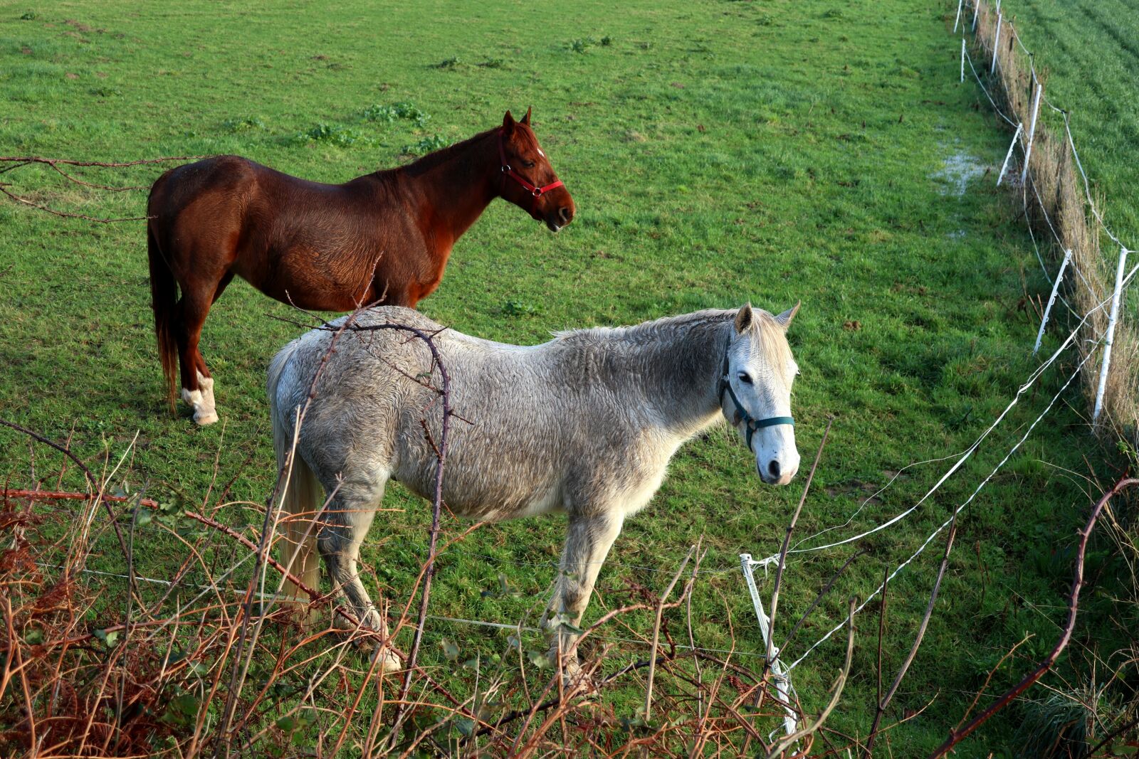 Canon PowerShot G1 X Mark III sample photo. Animals, horses, prairie photography