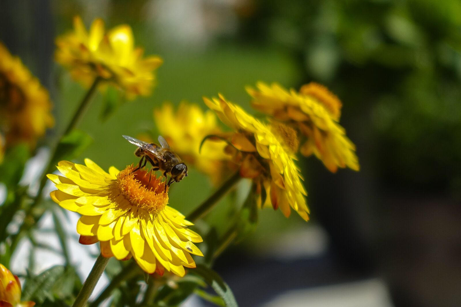 Sony Cyber-shot DSC-RX100 III sample photo. Bee, yellow, insect photography