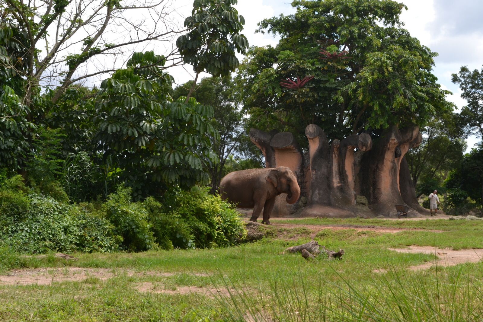 Nikon D3100 sample photo. Elephant, nature, animals photography