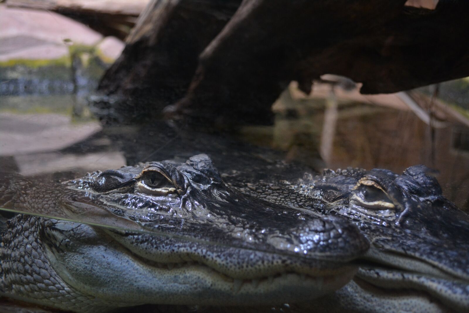 Nikon D5200 sample photo. Zoo, crocodile, vivarium photography