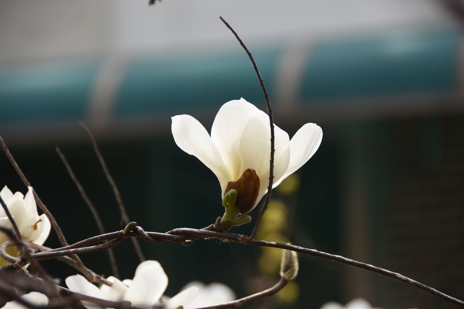 Nikon D7200 sample photo. Magnolia, white, nature photography