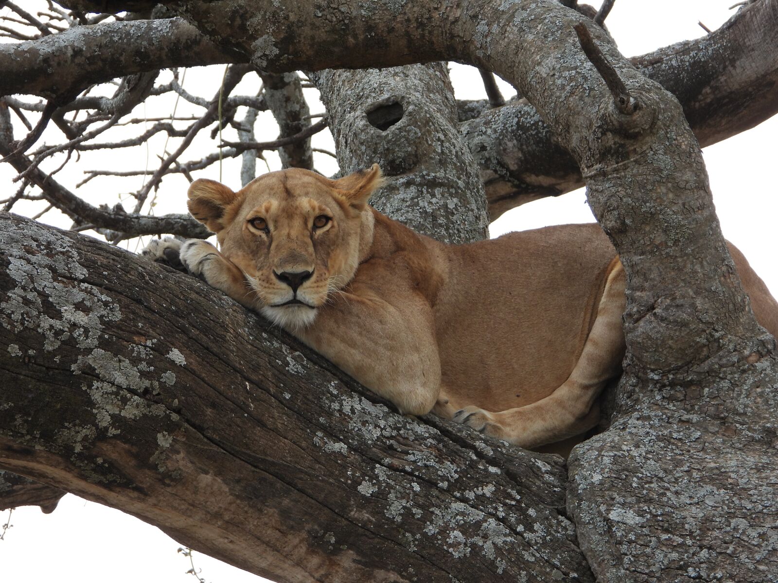Nikon Coolpix P1000 sample photo. Lioness, tree, serengeti photography