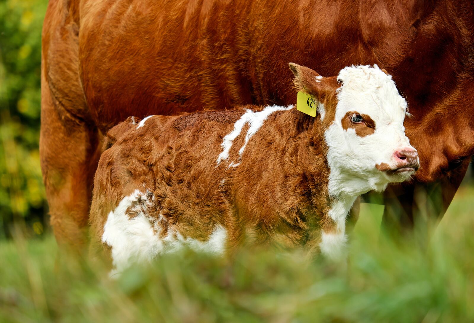 Fujifilm XF 55-200mm F3.5-4.8 R LM OIS sample photo. Calf, animal, young animal photography