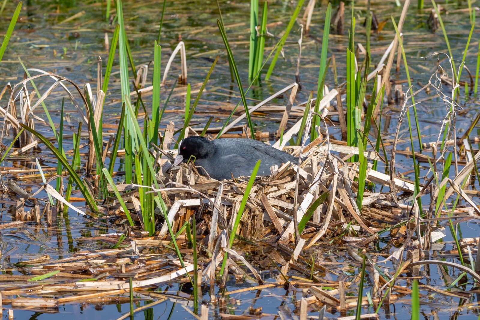 Nikon D7200 sample photo. Nesting coot, coot, bird photography
