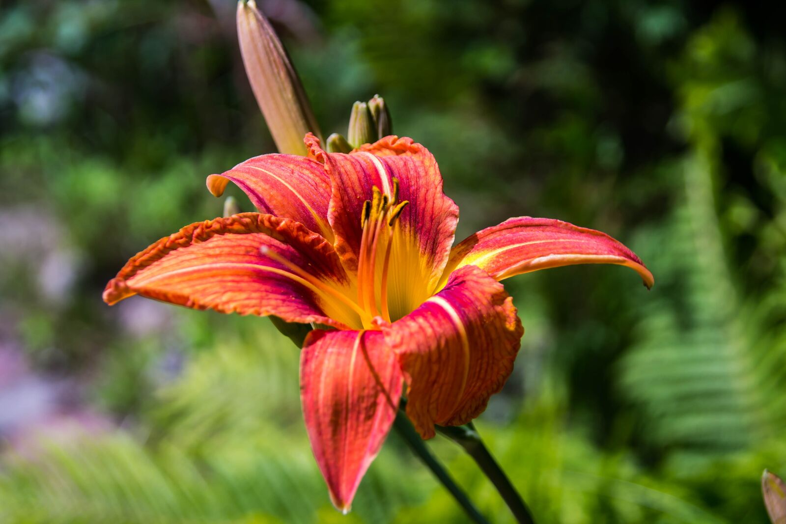 Canon EOS 1100D (EOS Rebel T3 / EOS Kiss X50) sample photo. Flower, lily, flora photography