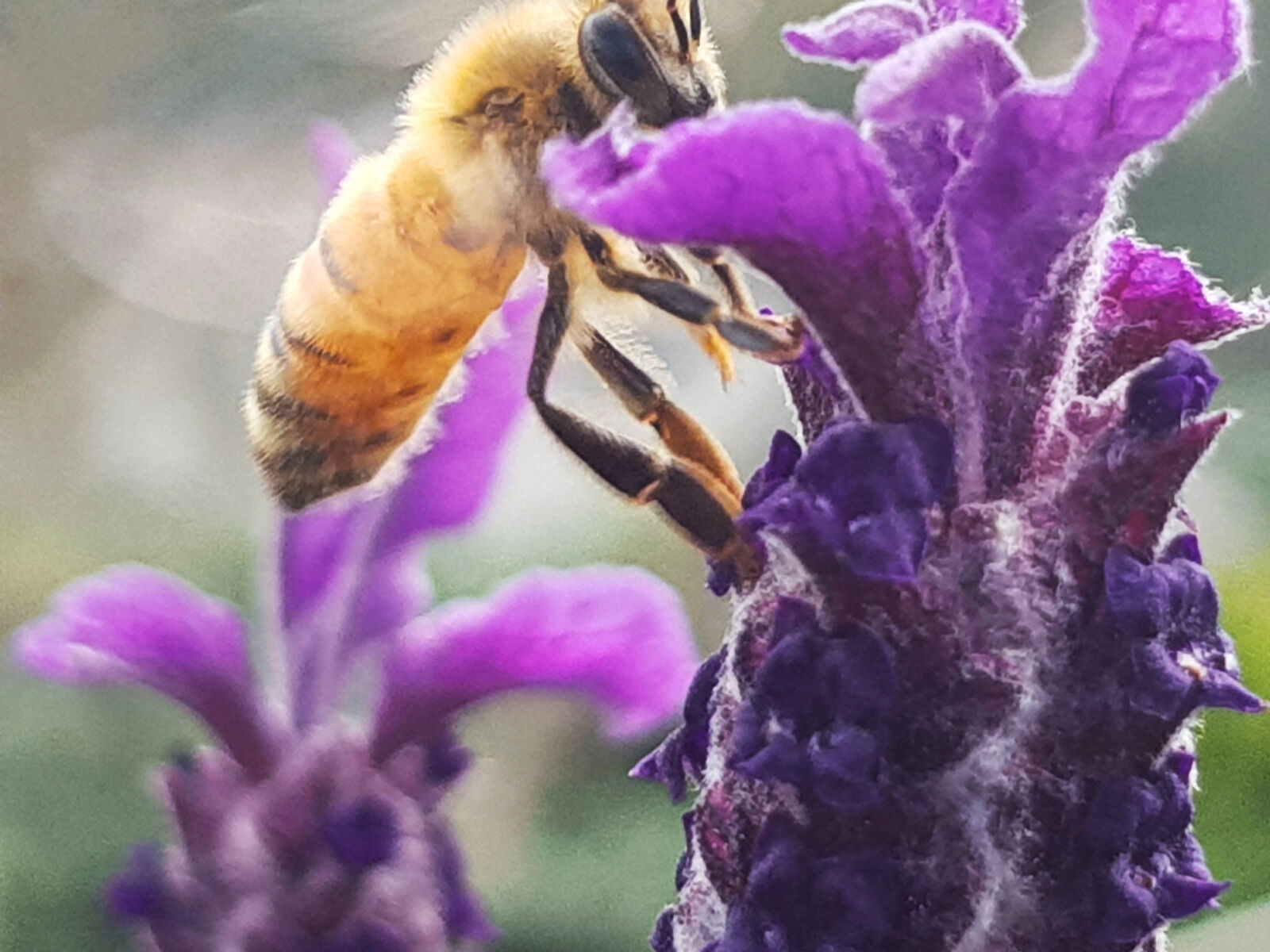 Samsung Galaxy S8 sample photo. Bee, bee, drinking, bee photography