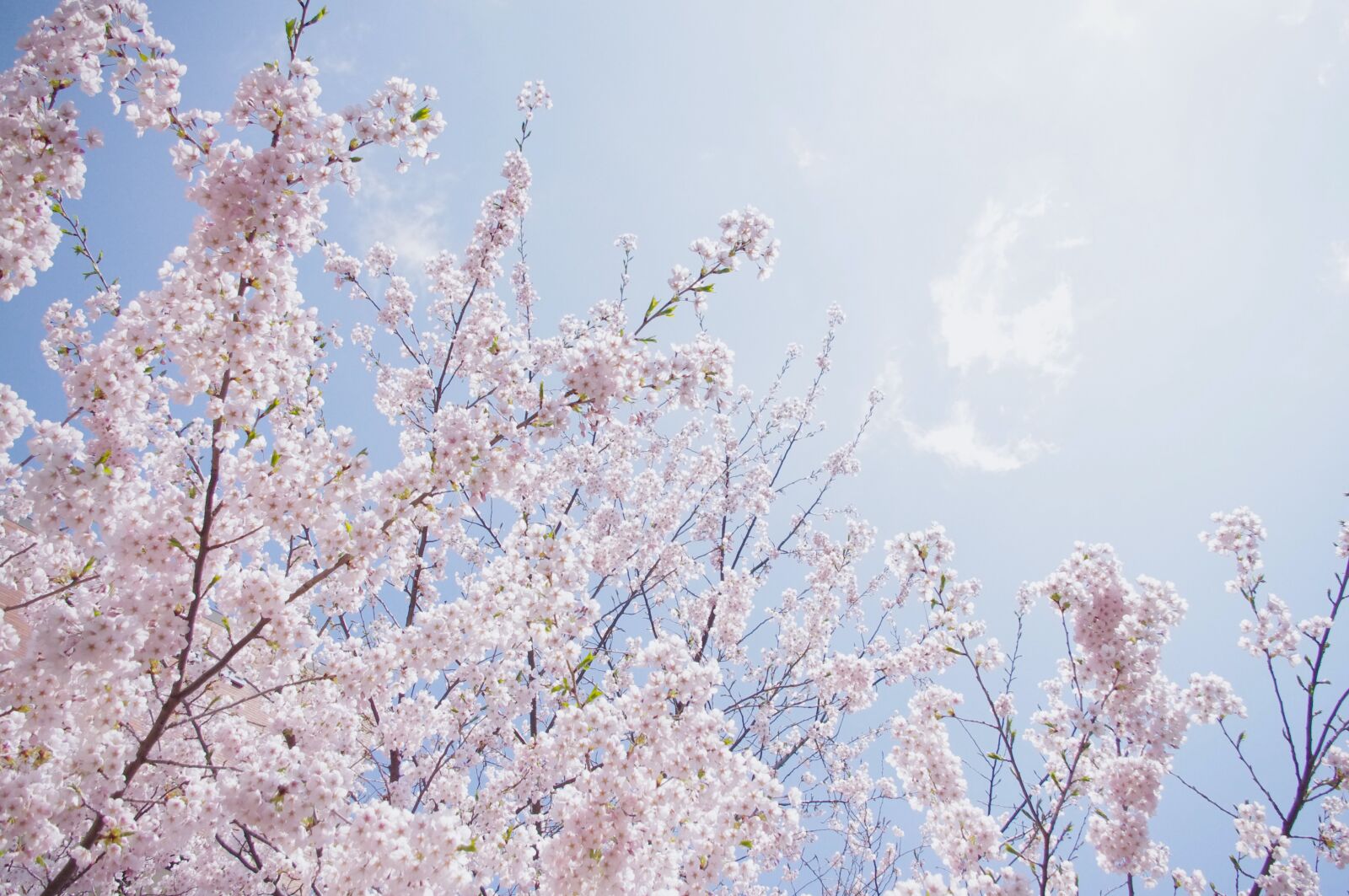 Pentax K-r sample photo. Sakura, sky, spring photography