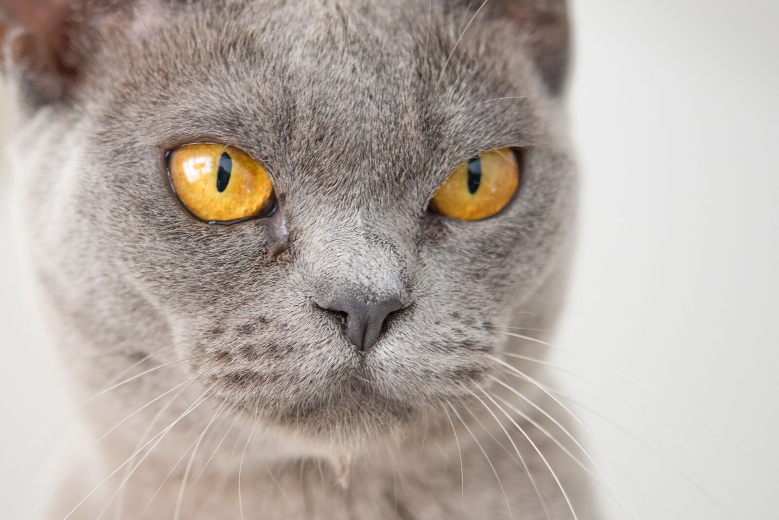 Nikon D600 sample photo. Cat, face, angry photography