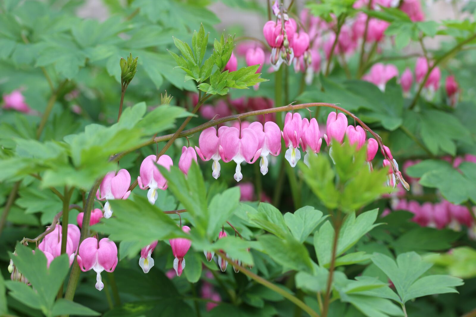 Canon EOS 550D (EOS Rebel T2i / EOS Kiss X4) sample photo. Nature, flora, flower photography