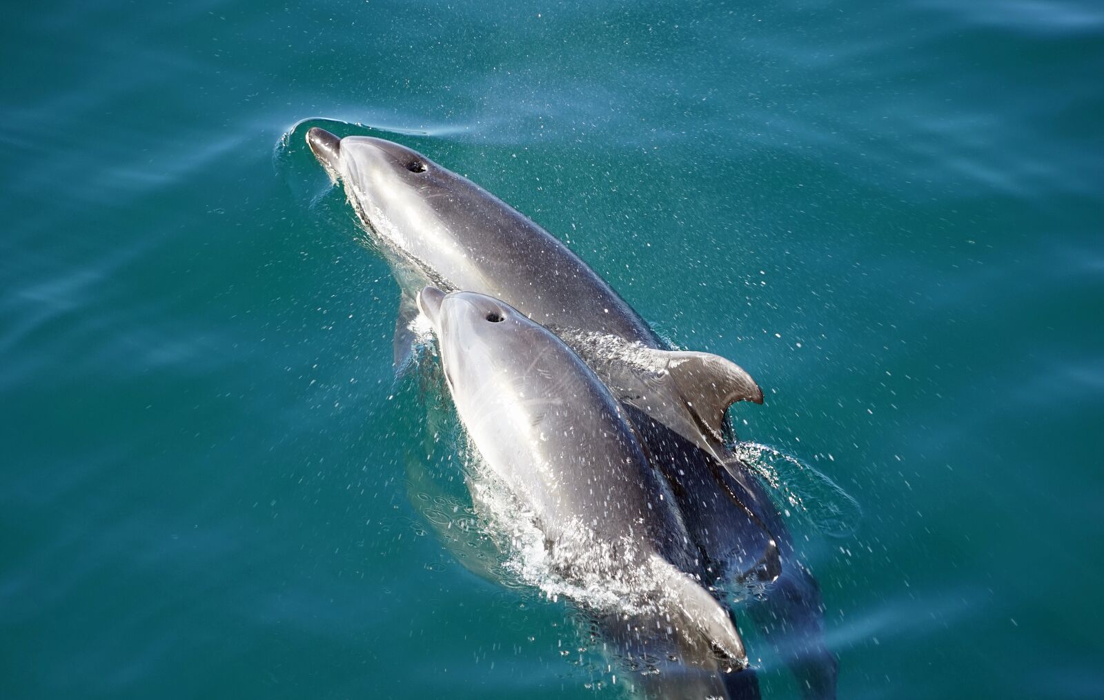 Sony a7 + Sony FE 24-240mm F3.5-6.3 OSS sample photo. Dolphins, orthodontist, marine mammals photography