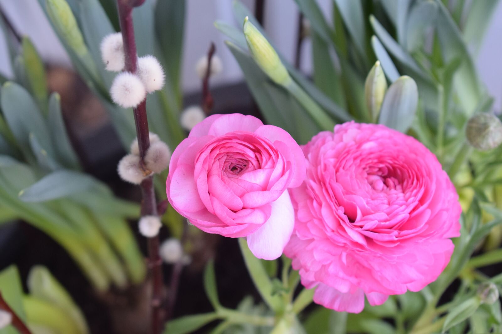 Nikon D3300 sample photo. Spring, flower, flowers photography
