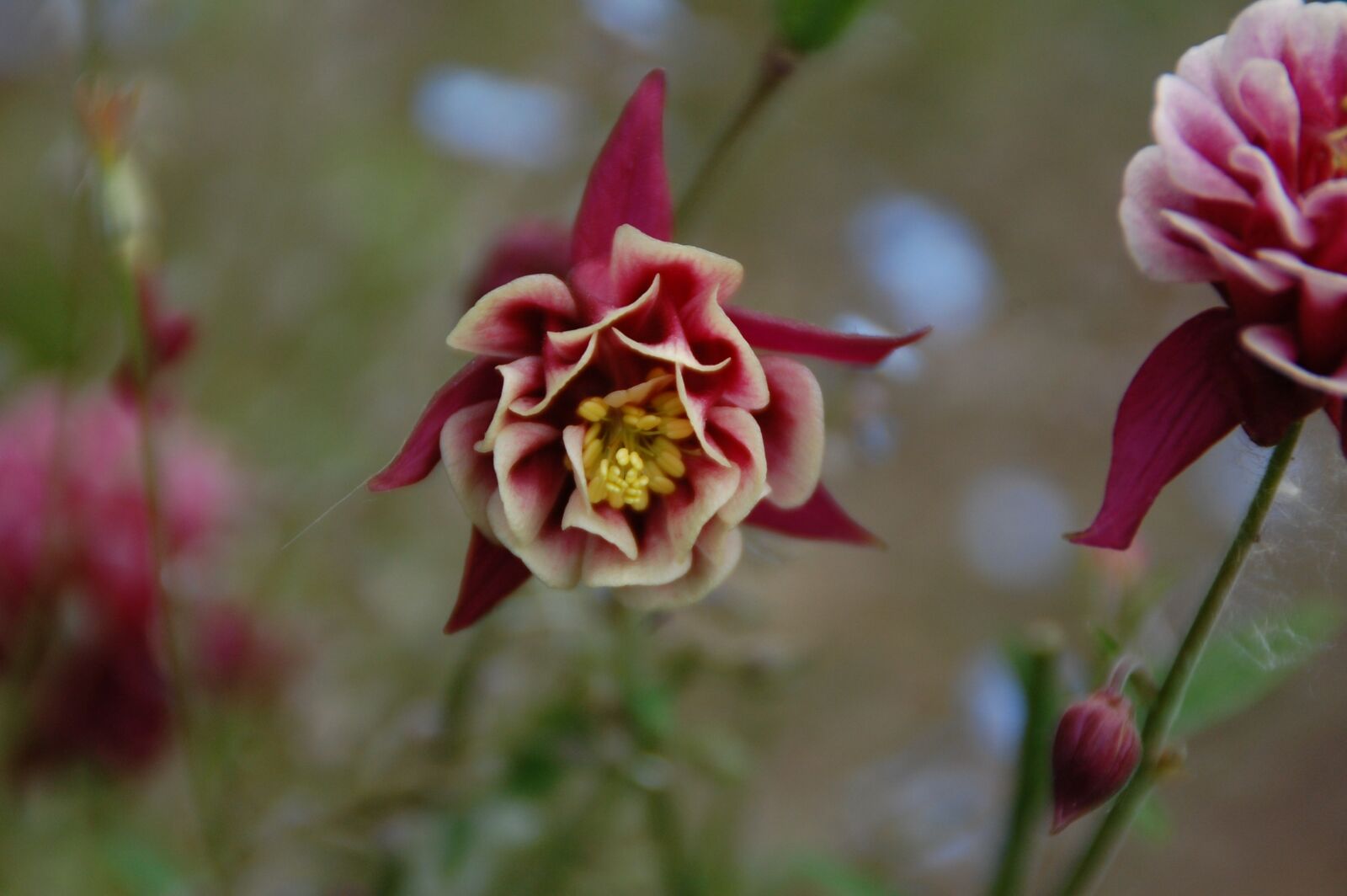 Nikon D40 sample photo. Flower, nature, plant photography