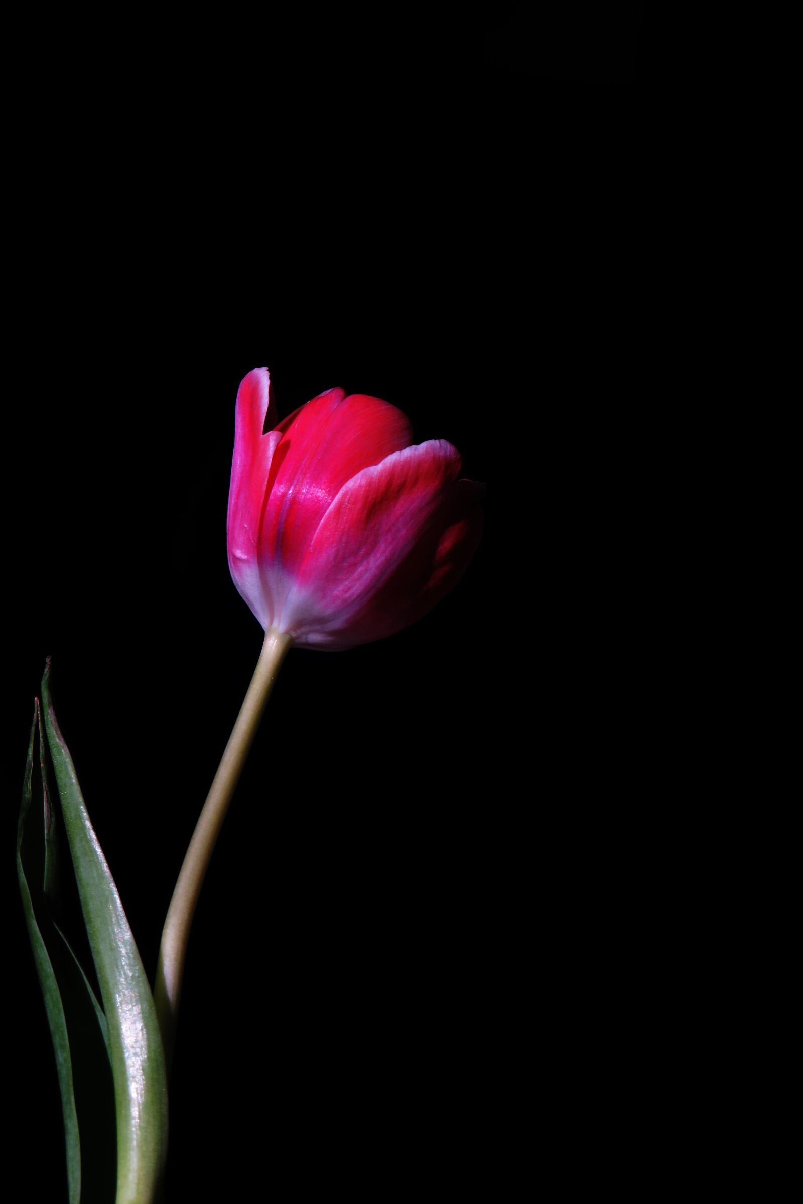 Canon PowerShot SX540 HS sample photo. Black background, flower, pink photography