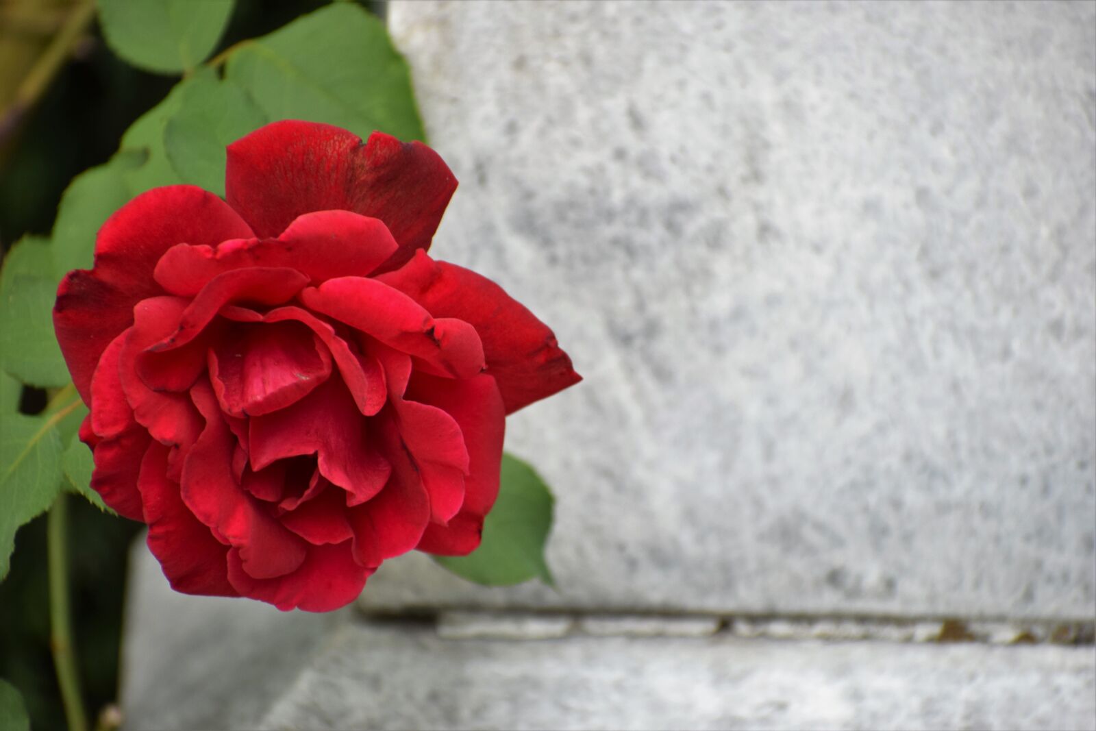 Nikon D3300 sample photo. Red rose, love symbol photography