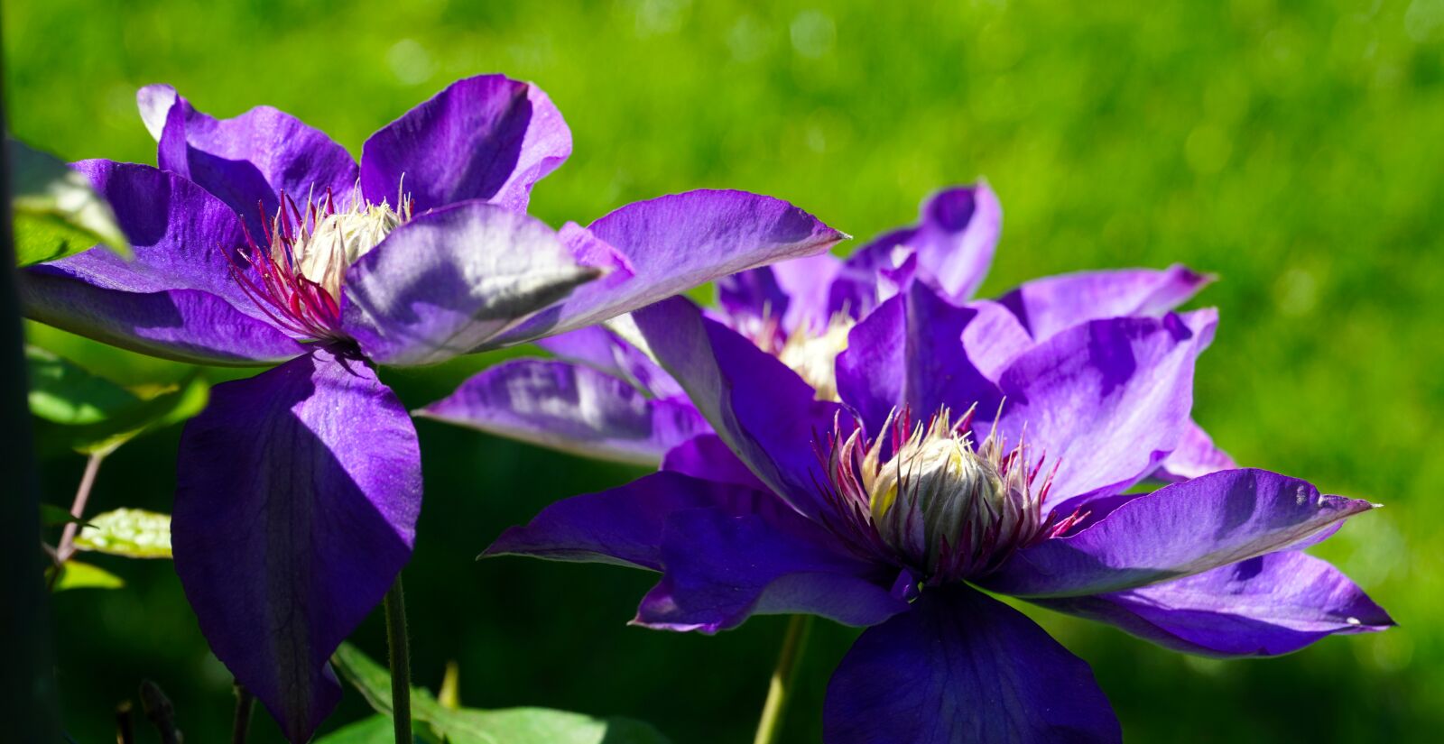 Sony a6400 sample photo. Clematis, flower, nature photography