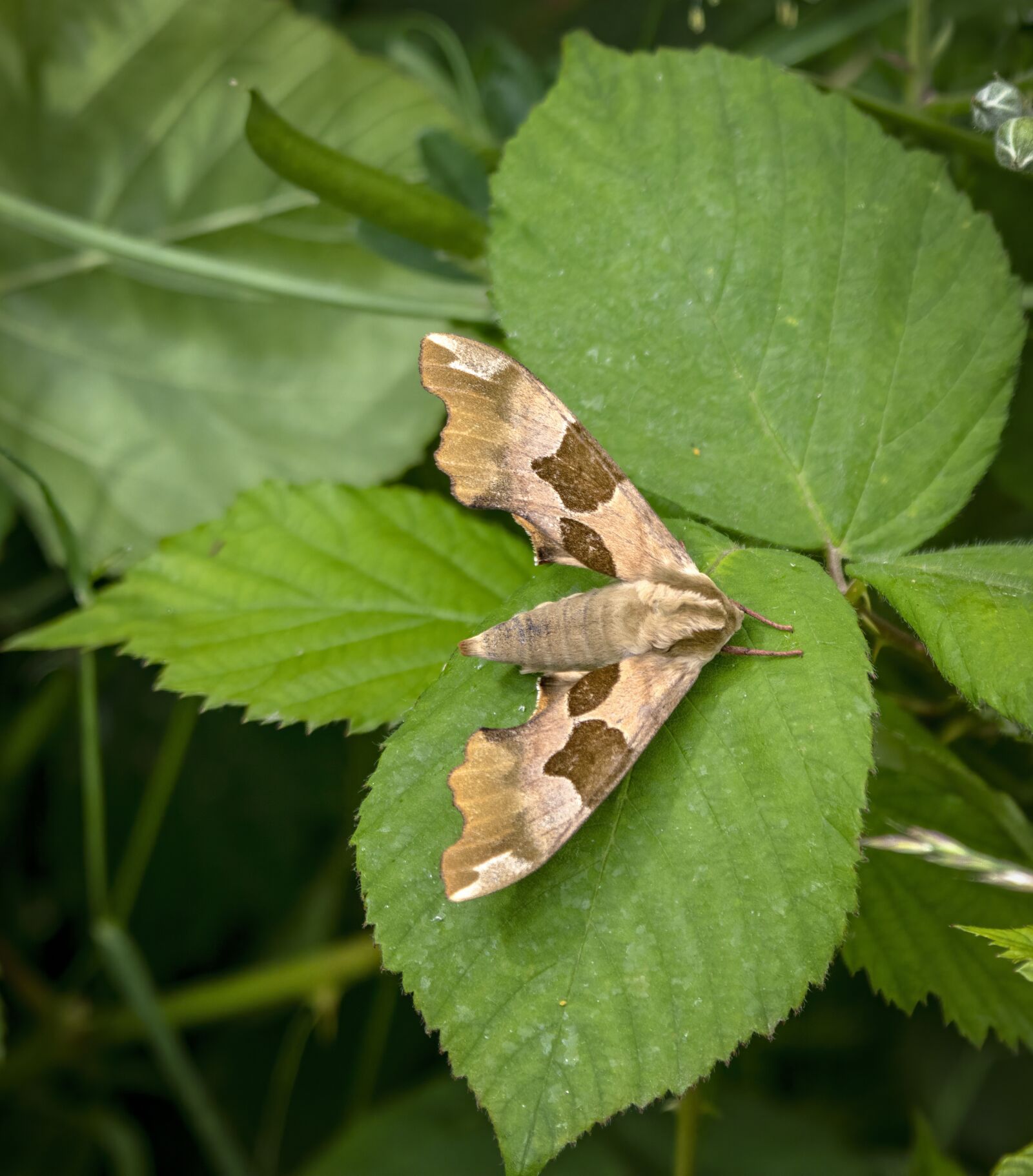 Sigma 100-400mm F5-6.3 DG OS HSM sample photo. Lime hawk-moth, wings, pattern photography