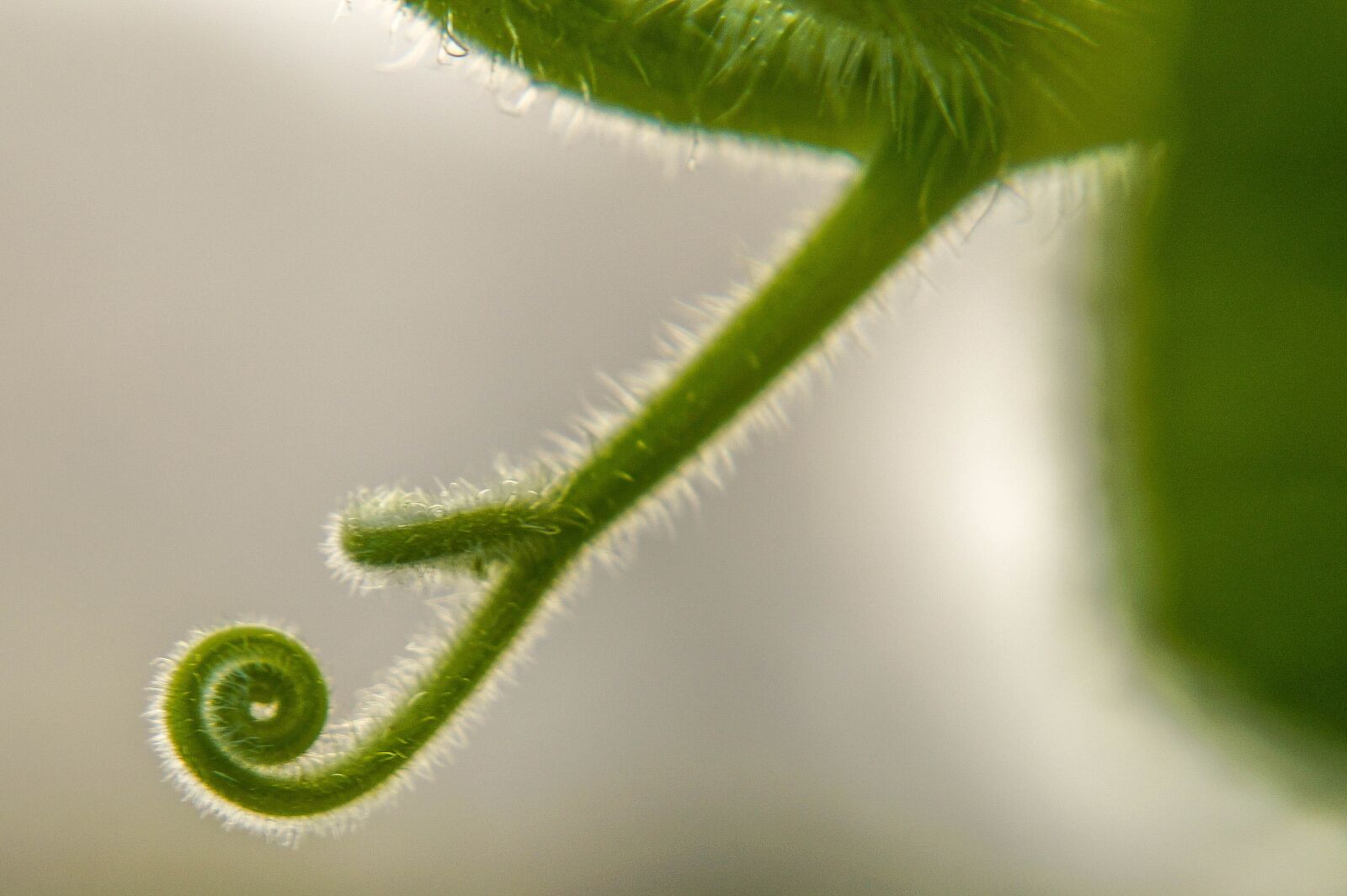 Sony DT 18-55mm F3.5-5.6 SAM II sample photo. Spiral, nature, green photography