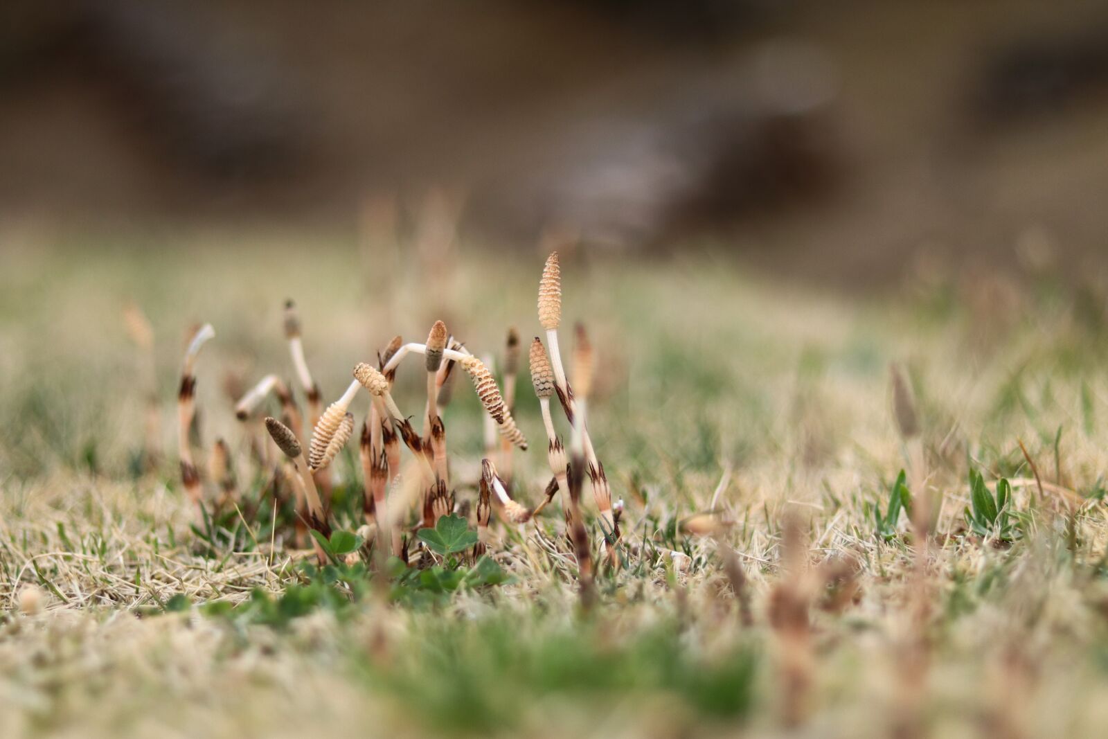 Canon EF 50mm F1.8 STM sample photo. One, spring, horsetail photography