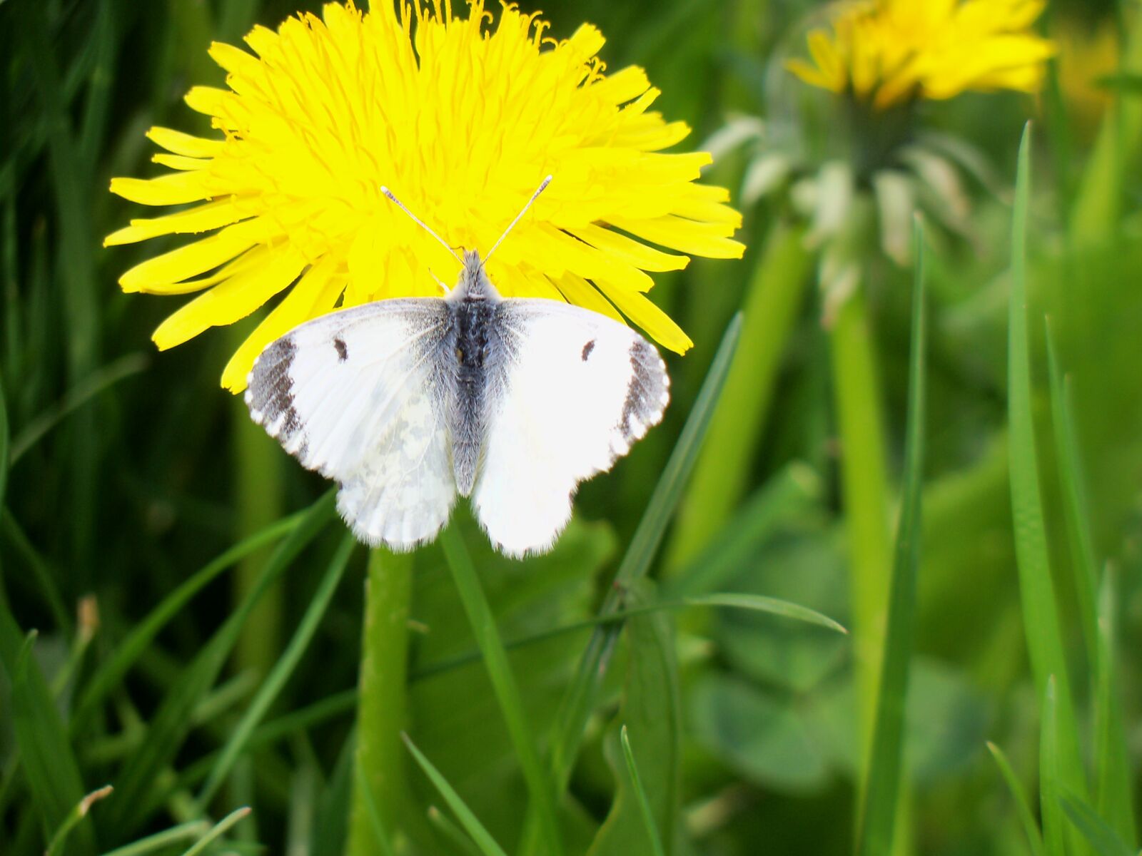 Kodak EasyShare Z915 sample photo. Dandelion, butterfly, löwenzahn photography
