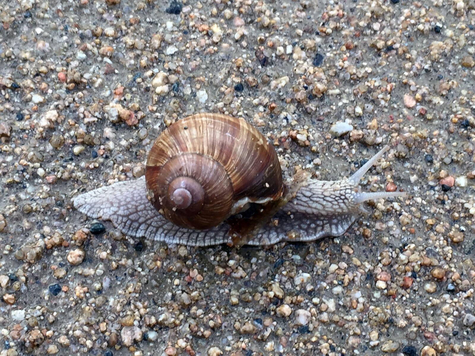 Apple iPhone 6 sample photo. Snail, granite, nature photography