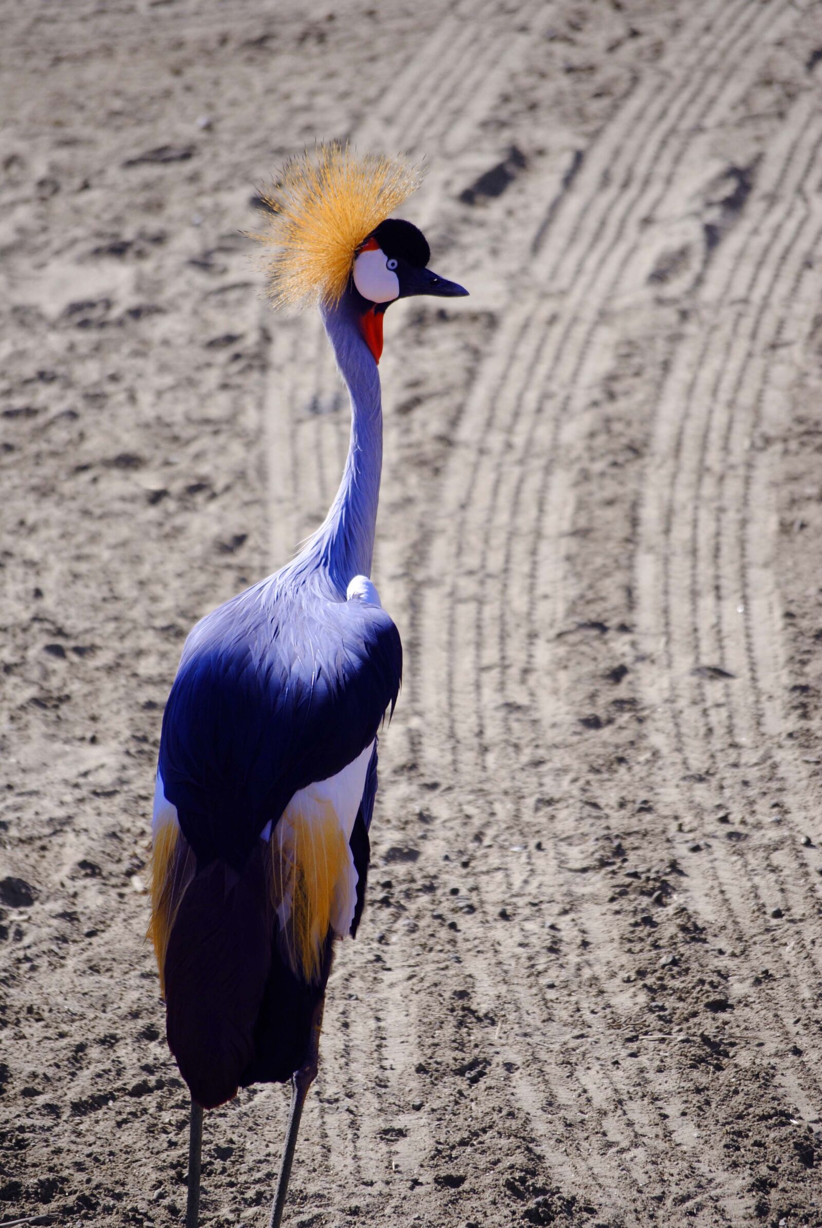Nikon D3000 sample photo. Crane, bird, golden photography