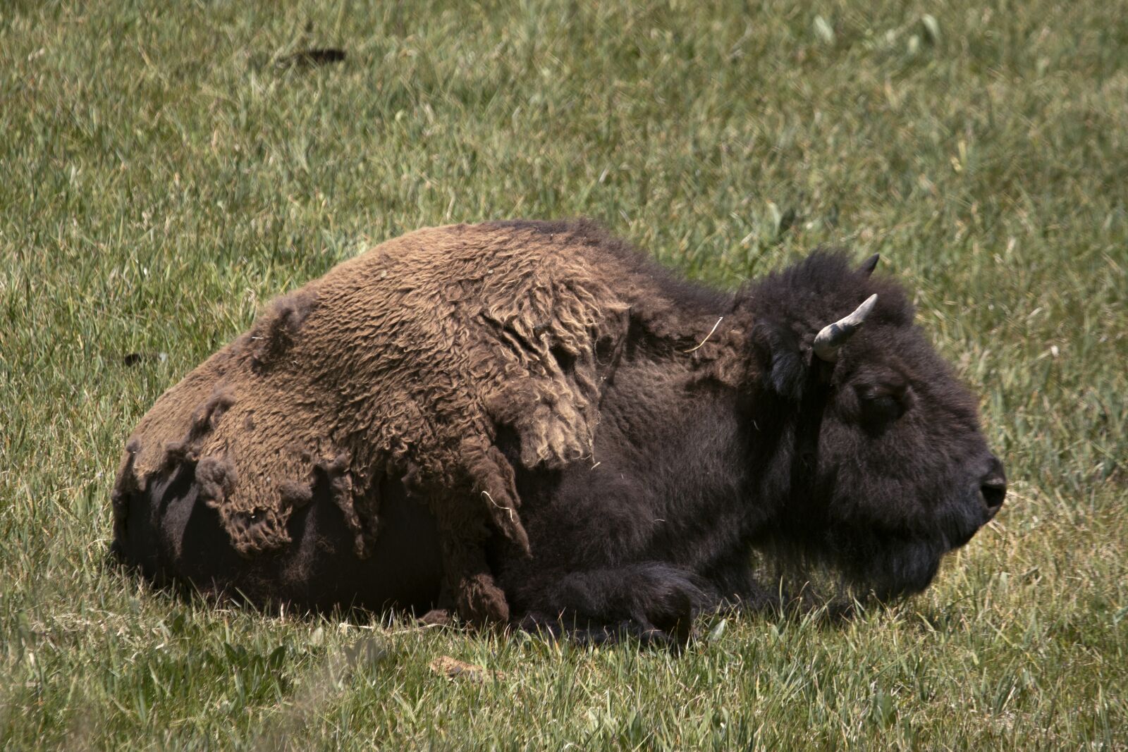 Canon EOS 70D + Canon EF 100-400mm F4.5-5.6L IS USM sample photo. Landscape, wild, bison photography