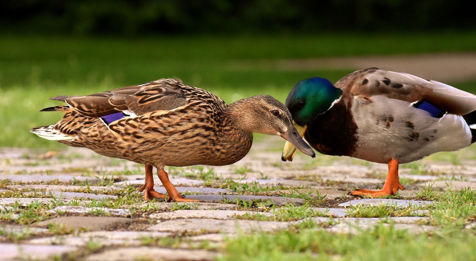 Nikon D7200 sample photo. Ducks, pair, mallards photography