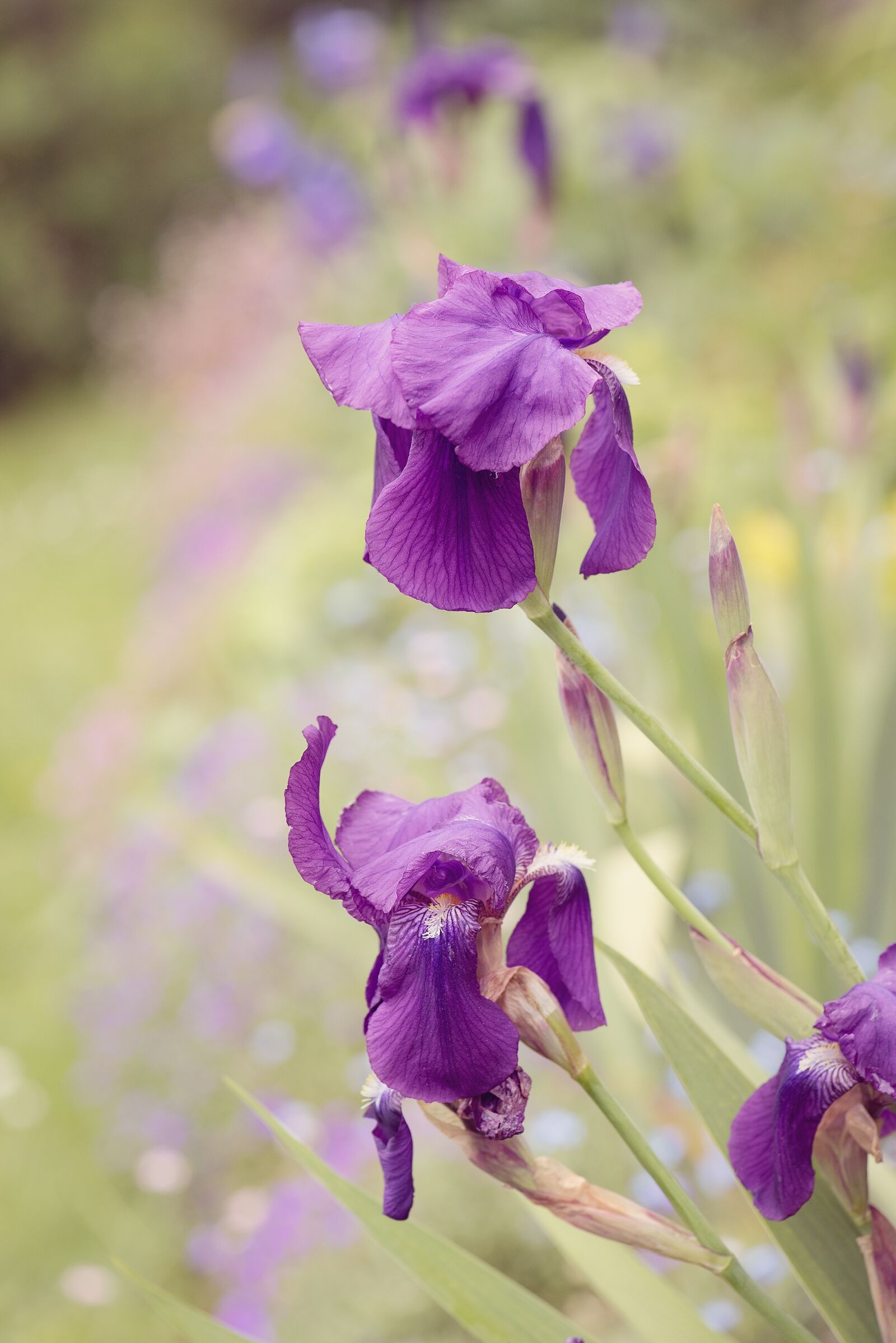 Nikon D750 sample photo. Lily, iris, purple photography