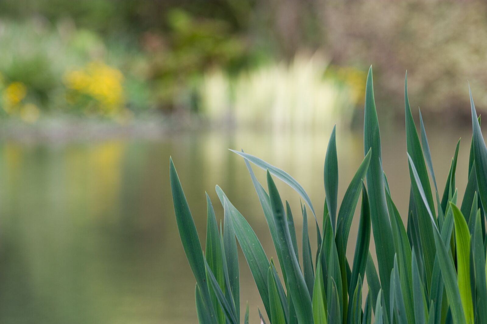 Canon EOS D60 sample photo. Nature, lake, reeds photography