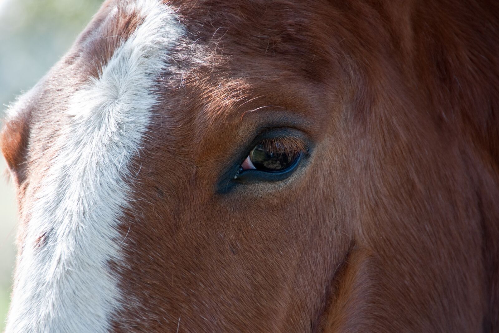Sony Alpha DSLR-A700 sample photo. Horse, detail, eyes photography