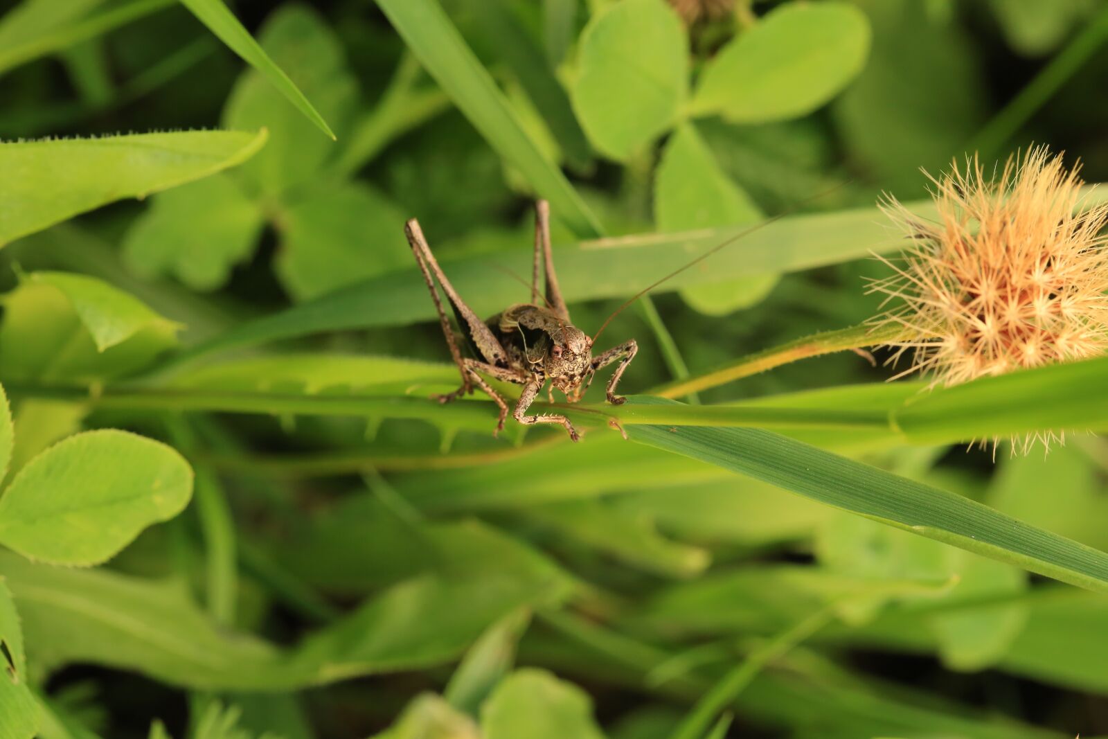 Canon EF 100mm F2.8L Macro IS USM sample photo. Grasshopper, grass, nature photography