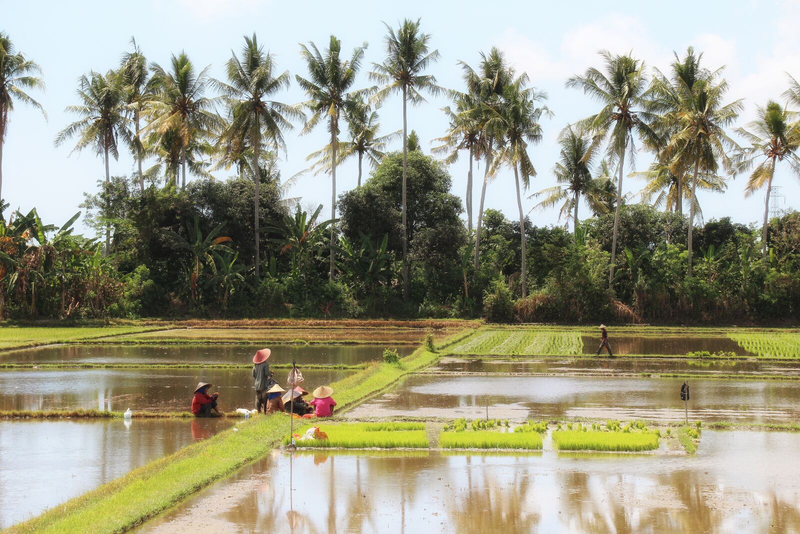 Canon EOS 700D (EOS Rebel T5i / EOS Kiss X7i) sample photo. Bali, landscape, rice field photography