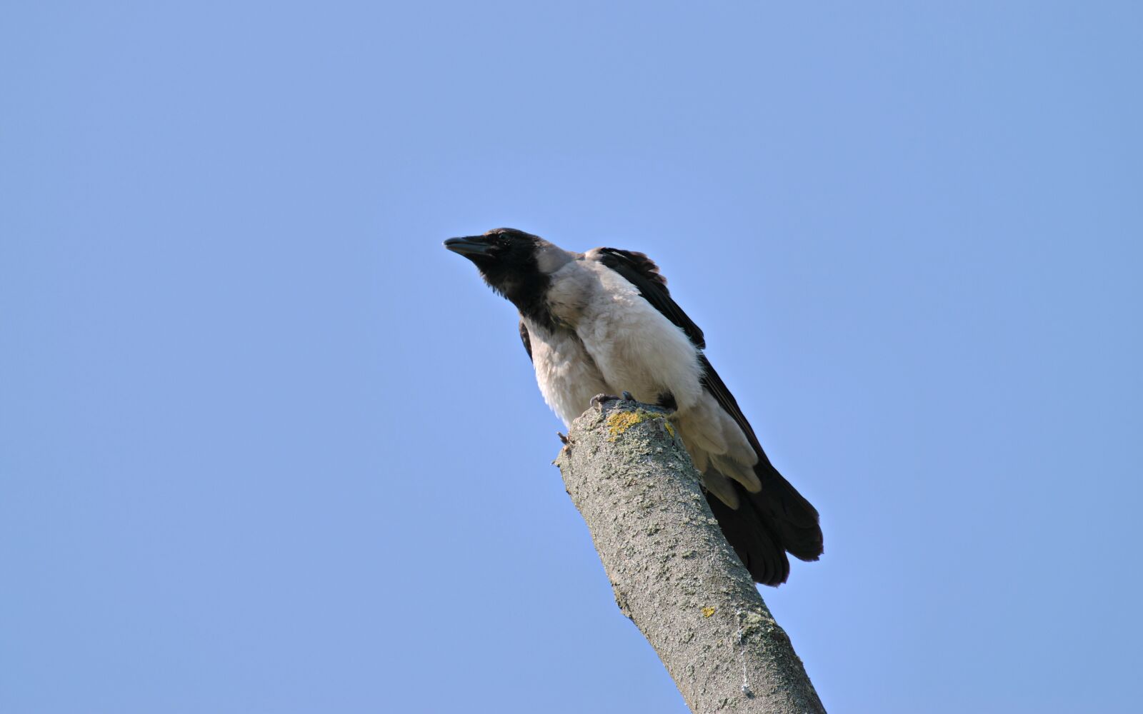 Nikon D5300 sample photo. Bird, crow, plumage photography