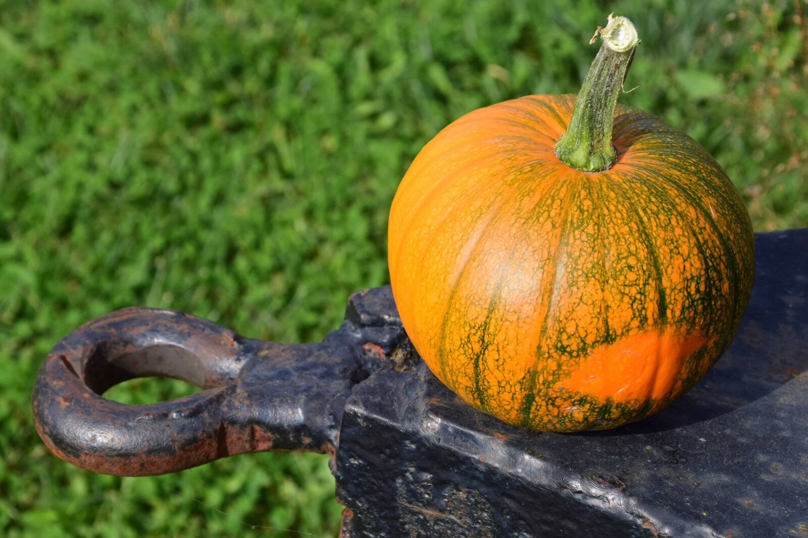 Nikon D3300 sample photo. Agriculture, grass, pumpkin, food photography
