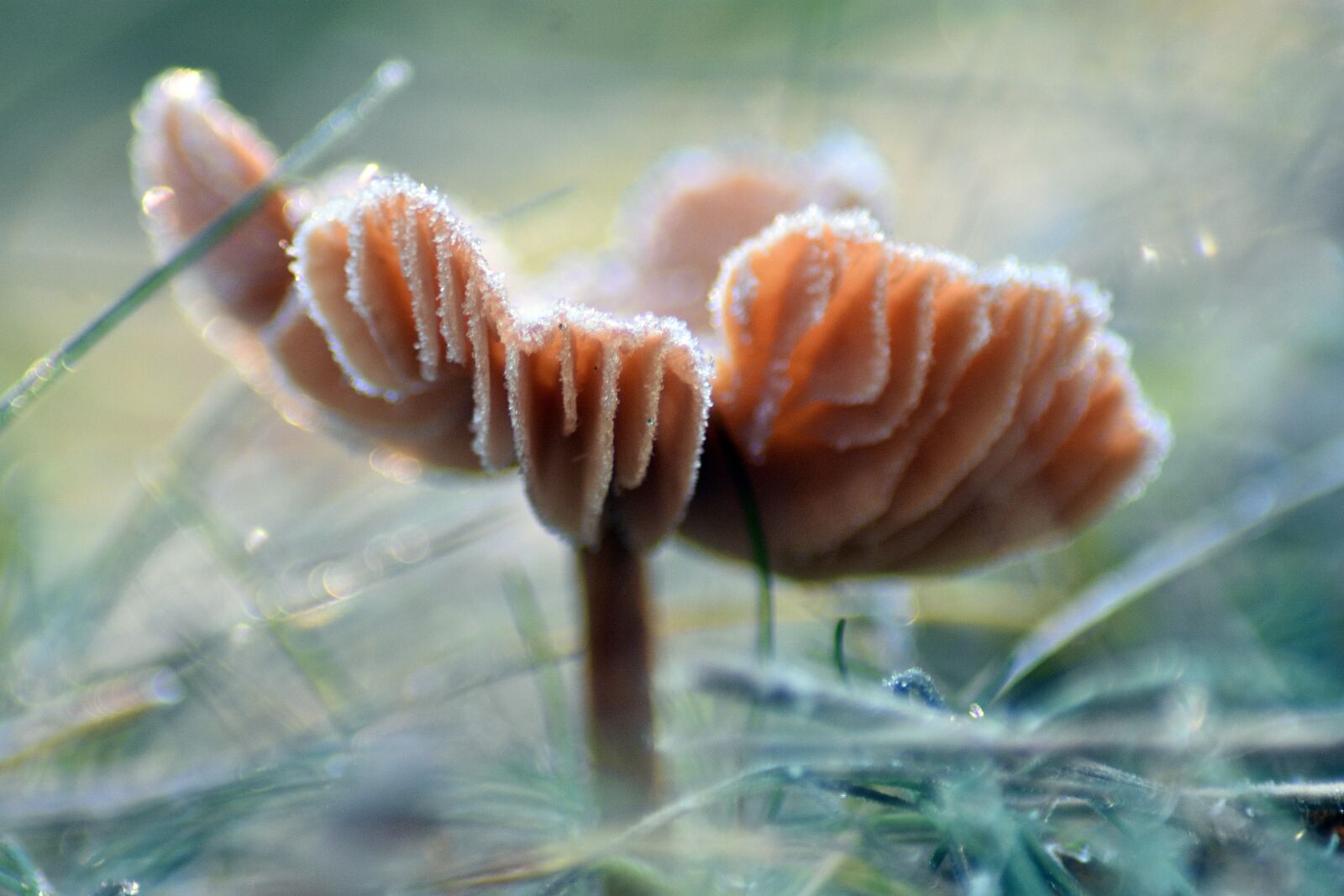 Nikon D3400 sample photo. Forest, mushrooms, nature photography