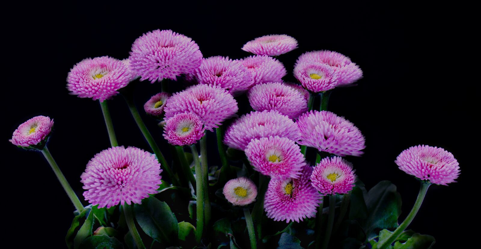 Canon EOS 80D sample photo. Flower, spring, summer photography