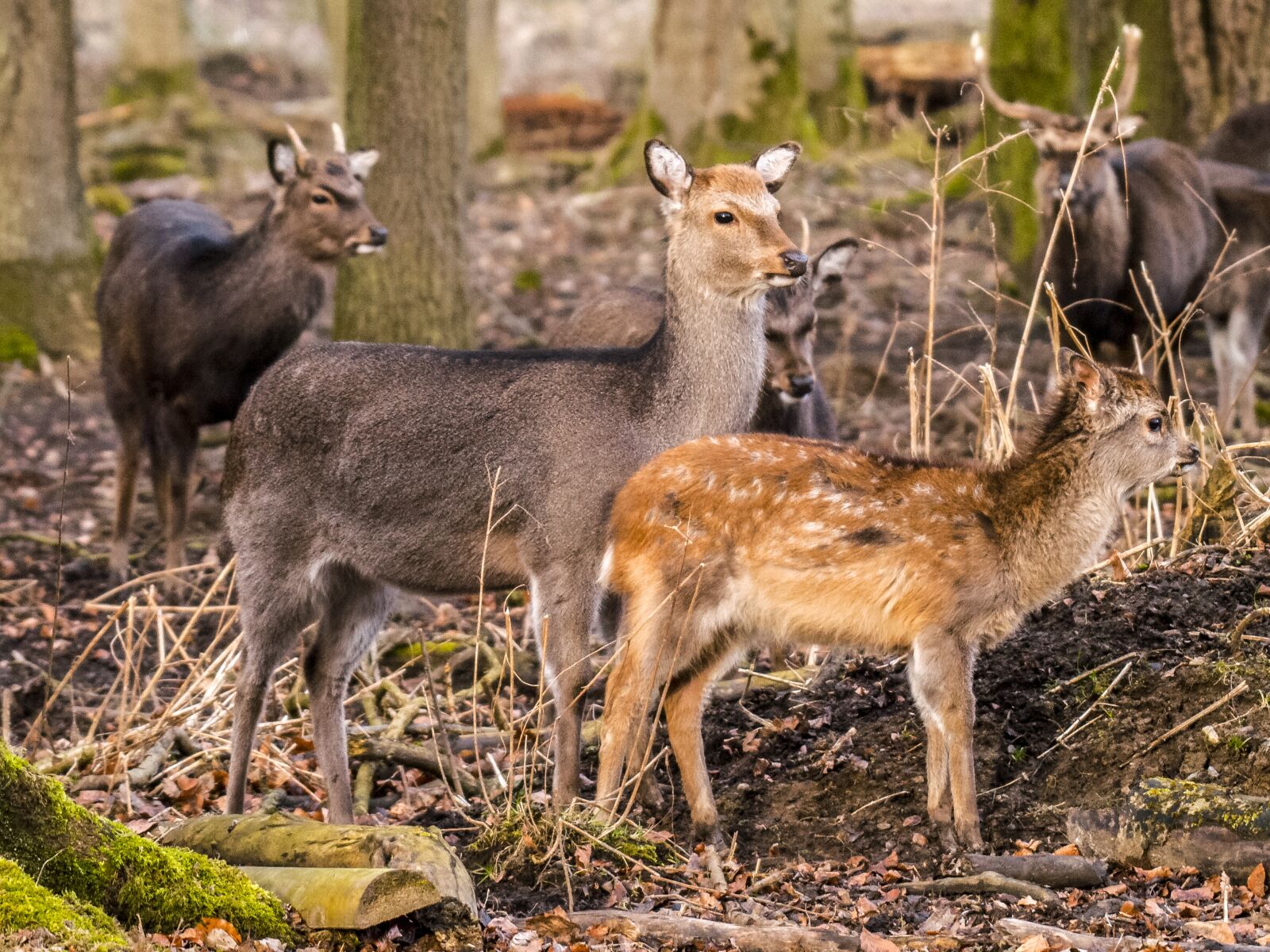 Olympus E-3 sample photo. Roe deer, ungulate, animal photography
