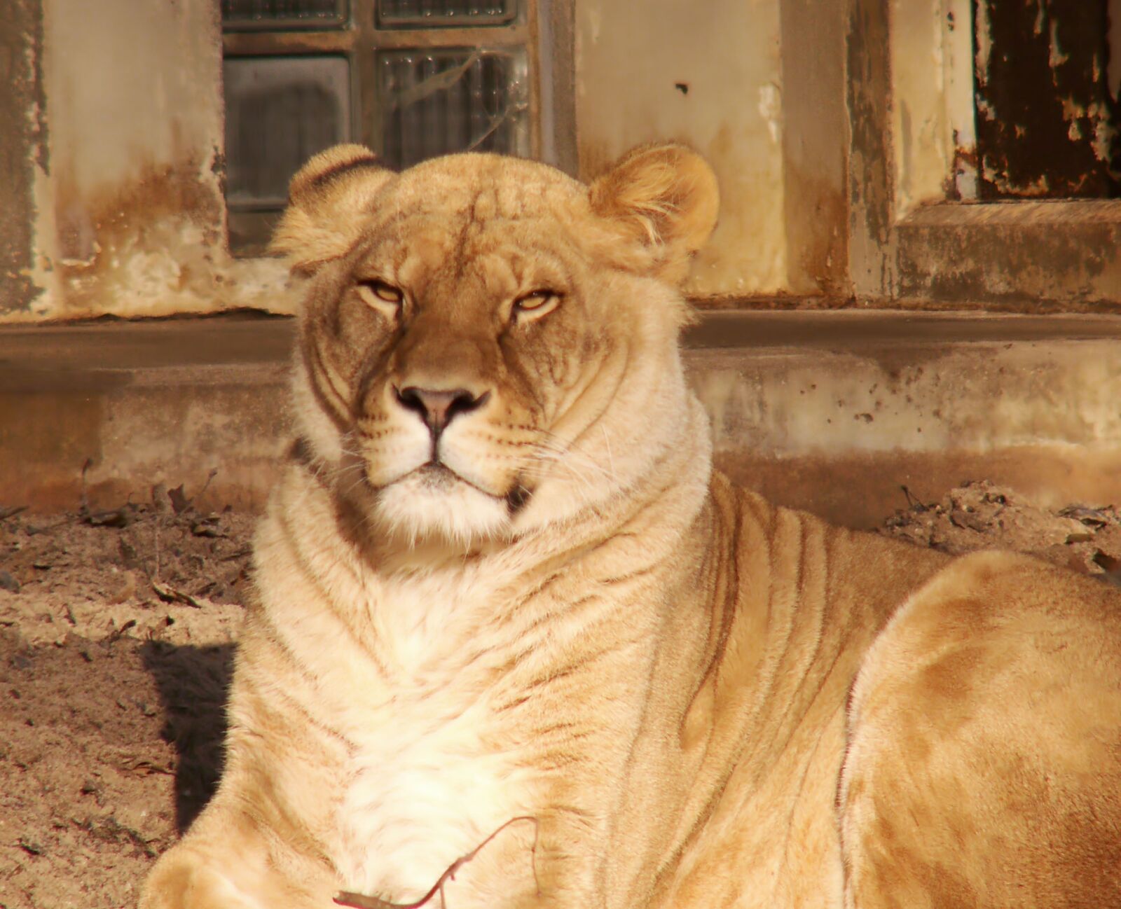 KONICA MINOLTA DiMAGE Z6 sample photo. Lion, africa, animals photography