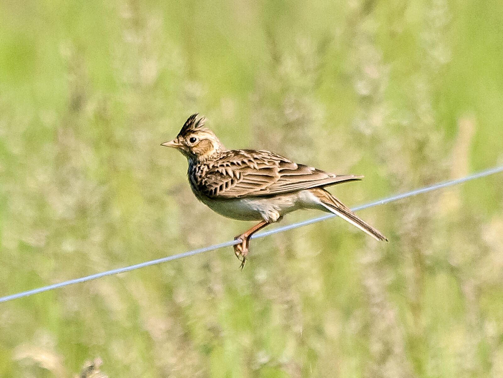 Olympus E-3 sample photo. Skylark, bird, songbird photography