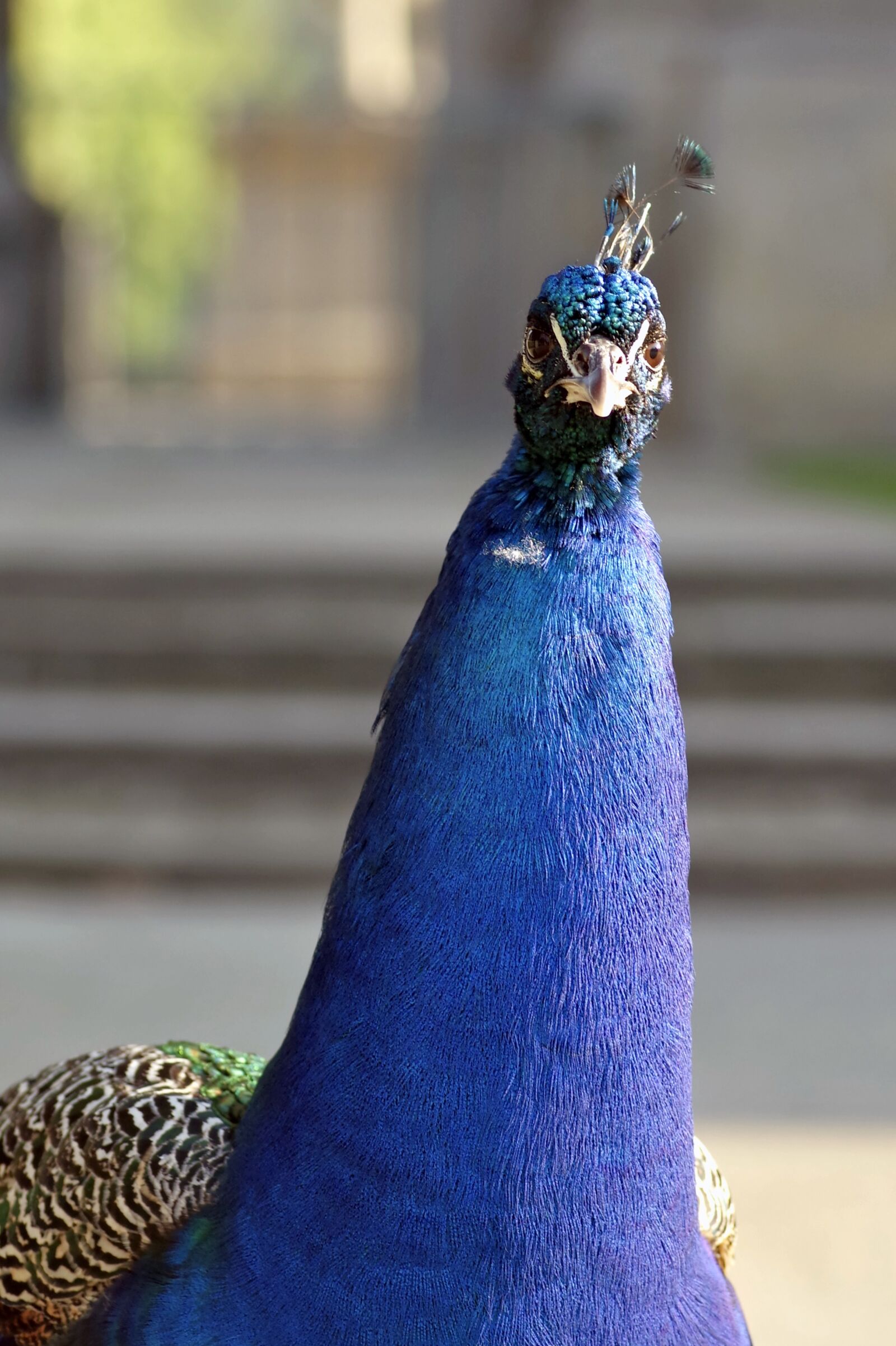 Pentax K-S2 sample photo. Peacock, the head of photography