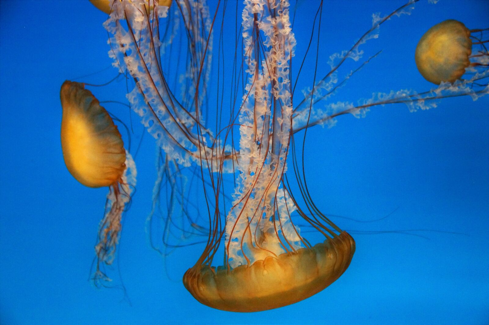Sony SLT-A58 sample photo. Jellyfish, marine, creature photography