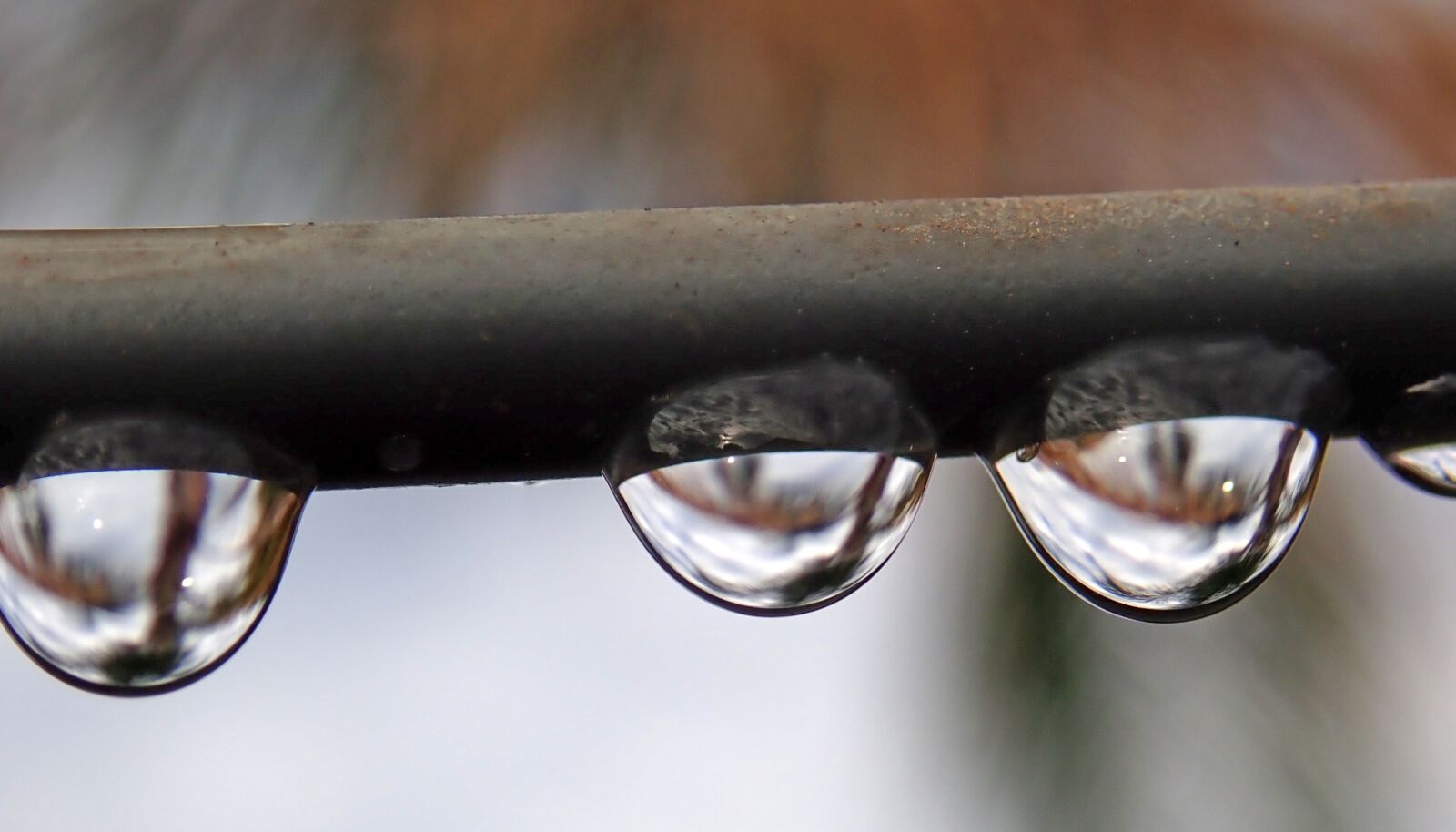 Olympus TG-5 sample photo. Raindrops, water, refraction photography